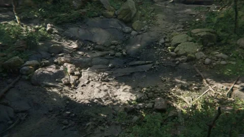 A Dens Lush Rainforest Jungle Stock Footage 259607749