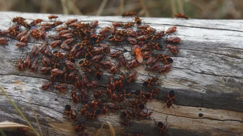 Dense accumulation of insects on the tree trunk Video stock 146450825