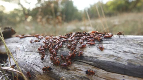 Dense accumulation of insects on the tree trunk Video stock 146794244