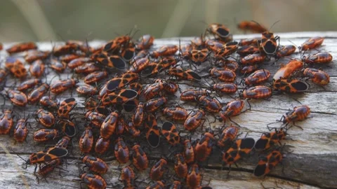 Dense accumulation of insects on the tree trunk Video stock 149151534