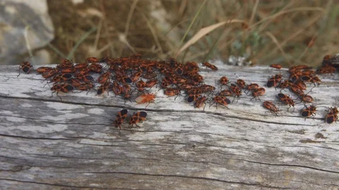 Dense accumulation of insects on the tree trunk Video stock 152299506