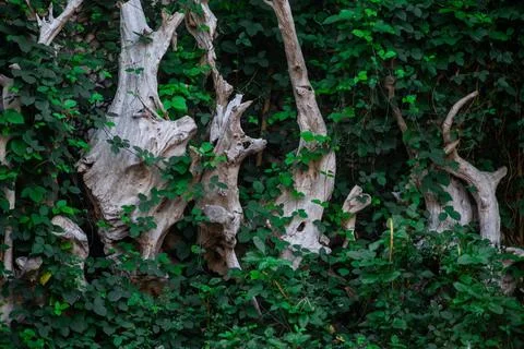 Dense Aerial Root of Banyan Tree Background, Natural Vertical Hanging Root .. Stock Photos