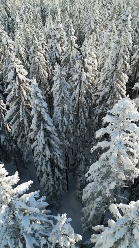 Dense aerial view of a coniferous forest heavily covered in snow, vertical Vídeos de archivo 334091120
