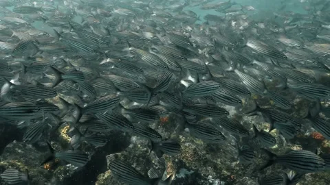 Dense aggregation of black striped Salema fish in the Pacific Ocean. Stock-Footage 221244416