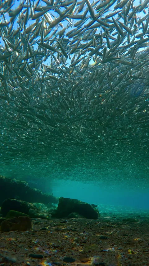 Dense aggregation of Silversides creates gray cloud on surface in shallows at Stock Footage 313939097