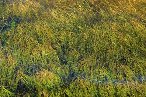 Dense algae spreading across the surface of the water Stock Photos