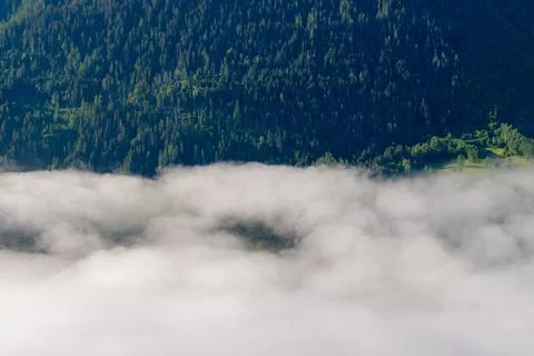 Dense alpine forest above rolling valley clouds Stock Photos