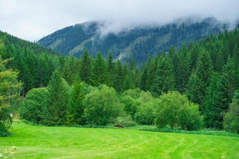 Dense Alpine forest against the backdrop of mountains covered with thick clou Stock Photos