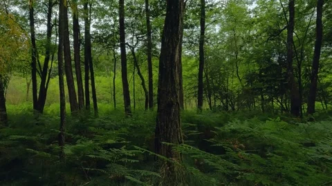 Dense Alpine Forest Vegetation Beneath Mountain Canopy Light Stock Footage 329139949