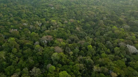 Dense Amazon Rainforest Canopy Drone View Nanay Peru Stock Footage 332752136