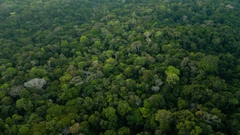 Dense Amazon Rainforest Canopy Drone View Nanay Peru Stock Footage 332752242