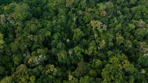Dense Amazon Rainforest Canopy Drone View Nanay Peru Stock Footage 332752323