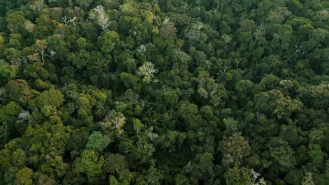 Dense Amazon Rainforest Canopy Drone View Nanay Peru Stock Footage 332752333