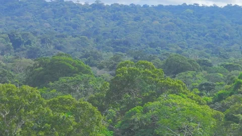 Dense Amazon Rainforest Canopy Landscape in Tambopata, Peru, Aerial Telephoto Stock Footage 314318759