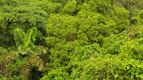 Dense Amazon Rainforest canopy revealing verdant greenery and a red howler 스톡 동영상 308423866