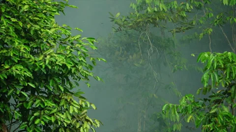 Dense Amazon rainforest partially obscured by wildfire smoke, illustrating the Stock Footage 340335973