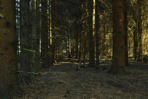 Dense and dark forest Stock Photos