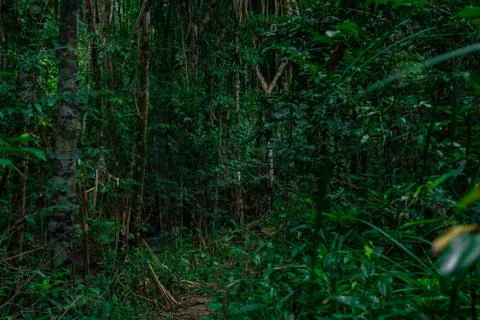 Dense and dense trees in the rainforest of Thailand. Stock Photos