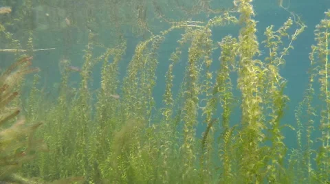Dense and long pondweed stems Stock Footage 44090542