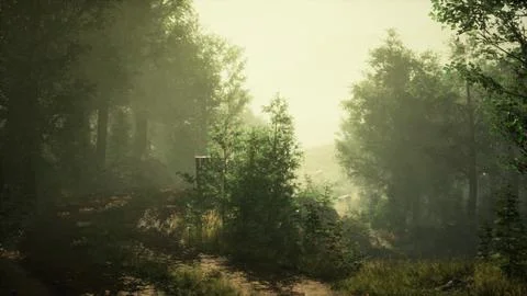 A dense and misty forest with a multitude of towering trees Stock Illustration