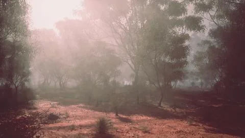 A dense and misty forest with a multitude of towering trees Stock Illustration