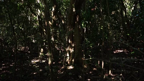 A dense and shadowy forest interior where sunlight filters through a thick Video stock 332592650
