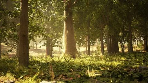 A dense and vibrant forest filled with towering trees and lush green foliage Stock Illustration