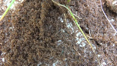 Dense ant colony covers entire ground surface - Soil Texture and Social Insects Stock Footage 339698955