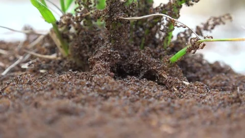 Dense ant colony covers entire ground surface - Soil Texture and Group Behavior Stock Footage 339698990