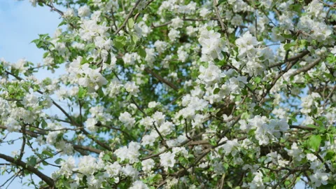 Dense apple tree blossoms on branches for future fruit harvest yield Vídeos de archivo 334618831