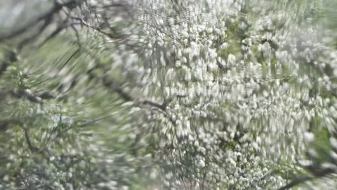 Dense apple tree with white blossom and wet transparent drop Stock Footage 135132109
