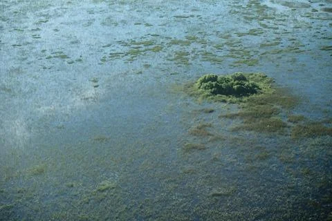 Dense aquatic plants on the water surface Stock Photos
