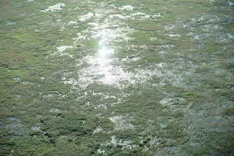 Dense aquatic plants on the water surface 3 Stock Photos