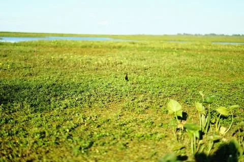 Dense aquatic plants on the water surface 9 Stock Photos