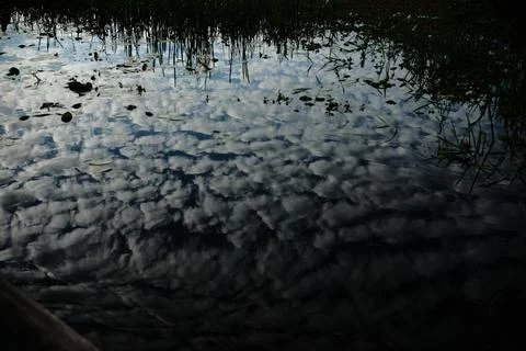 Dense aquatic plants on the water surface 19 Stock Photos