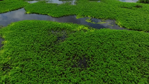 Dense Aquatic Vegetation Covering Amazon Wetlands 스톡 동영상 346772083