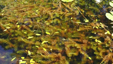 Dense aquatic vegetation of Whorl-leaf watermilfoil in eutrophic lake. Stock Footage 156782610