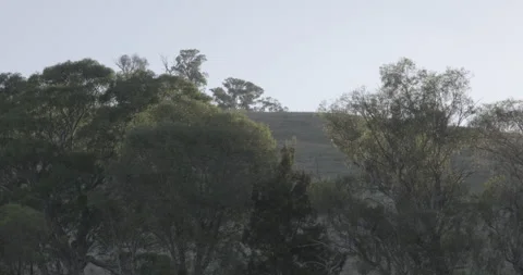 Dense Australian Eucalyptus Forest on Hillside Under Overcast Sky Stock Footage 328294077