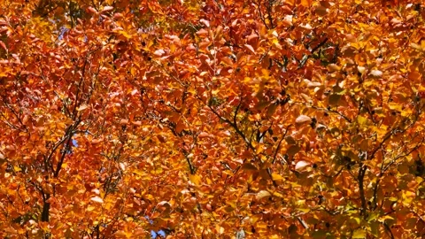 Dense autumn foliage on the trees with maple leaves in vibrant orange. Stock Footage 320797494