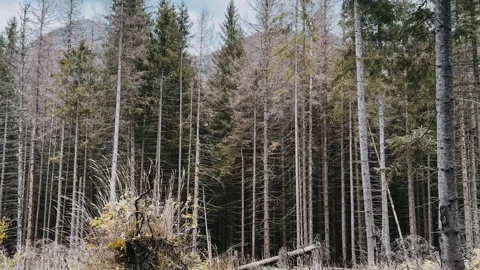 Dense autumn forest on the background of mountains Stock Footage 254599319