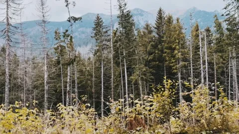 Dense autumn forest on the background of mountains Stock Footage 254606919