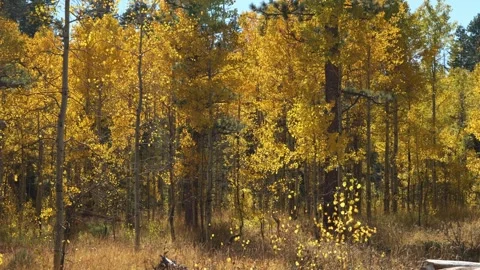 Dense Autumn Forest with Bright Yellow Trees and Fall Foliage Stock Footage 334695721