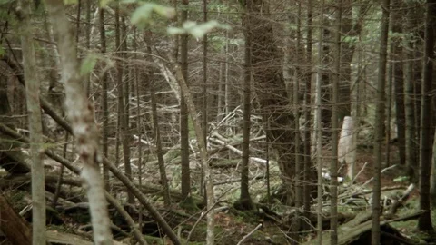 DENSE AUTUMN FOREST Видео 70643223