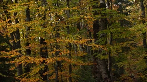 A dense autumn forest with many trees. Stock Footage 254524356