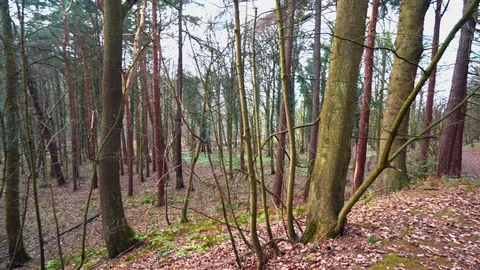 Dense Autumn Forest Pan Left Vídeo Stock 124307016