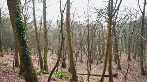 Dense Autumn Forest Pan Right Vídeo Stock 124307041
