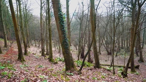 Dense Autumn Forest Pan Right Vídeo Stock 124307058