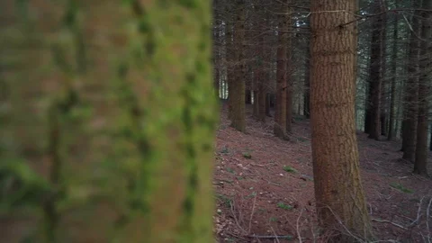 Dense Autumn Forest Pan Right Reveal Vídeo Stock 124307078
