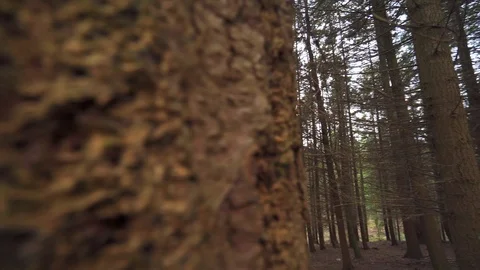 Dense Autumn Forest Pan Right Reveal Vídeo Stock 124307112