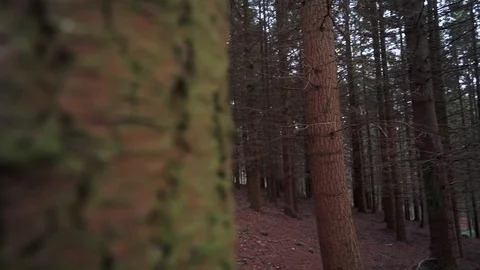 Dense Autumn Forest Pan Right Reveal 库存影片 124307115